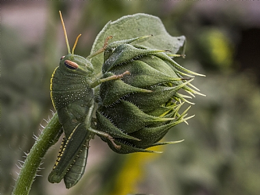 הסוואה מושלמת