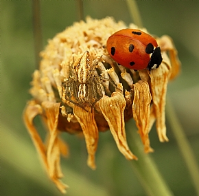 סוף האביב ............