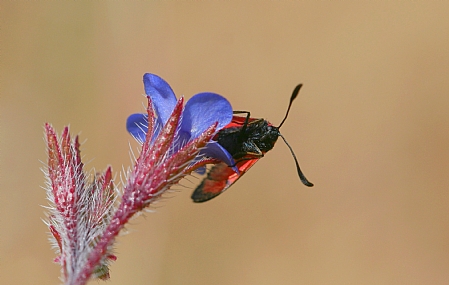 ססמבריק אדמוני