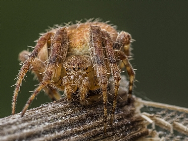 יש לה עיניים