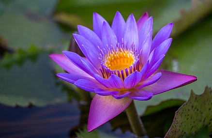 נופר עם כתר