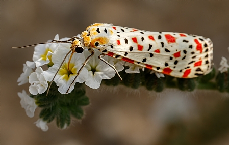 דובון יפהפה