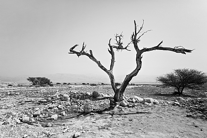 צילום: יוליה ר
