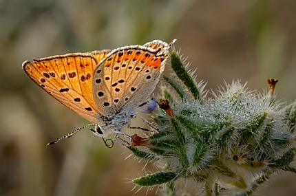 היופי טמון בפרטים 