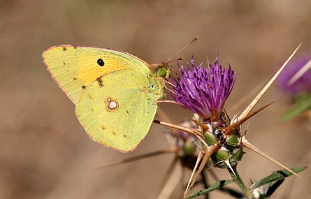 לבנין התלתן