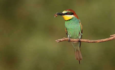 שרקרק ודבורה