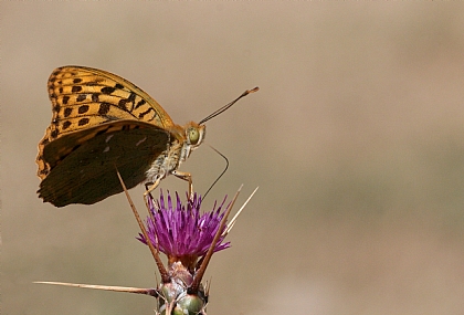 נימפית פנדורה 2