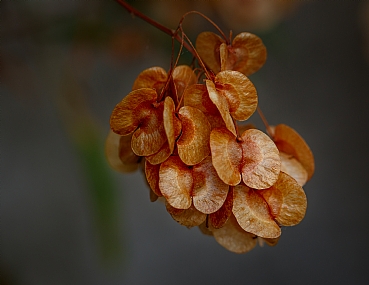 היופי הגנוז