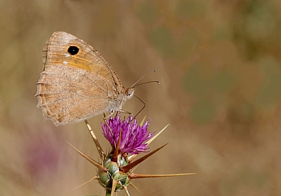 סטירית הלבנון