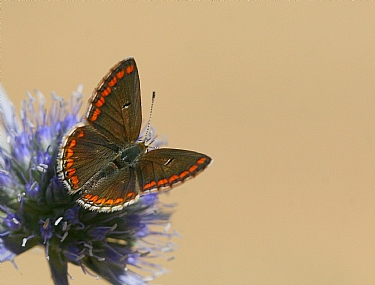 כחליל הגרניון
