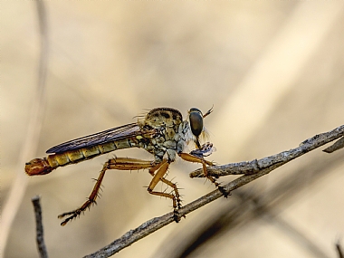 טורפן וטרפו
