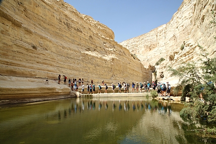 מרבה רגליים