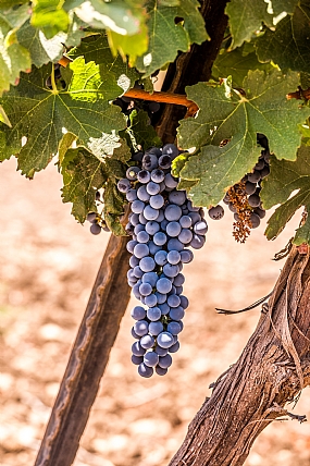 אשכול כרם קברנה