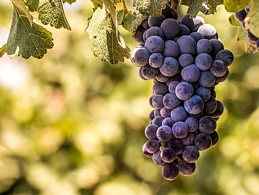 הִבְשִׁילוּ 