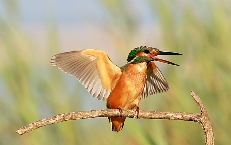 צועק.. משהו...