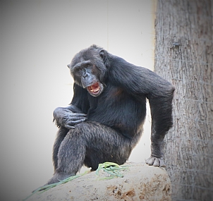 צילום: דודו  זינו