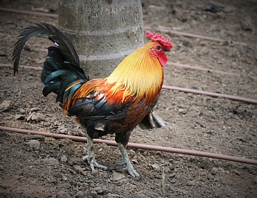 צילום: דודו  זינו