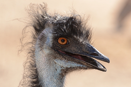 חייכני ופרוע.