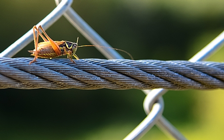 צילום: יובל כהן