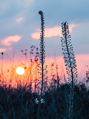 החצב כבר כאן