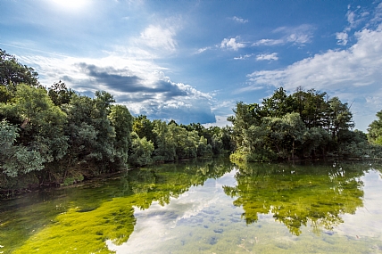 אגמון לצידי כביש מהיר