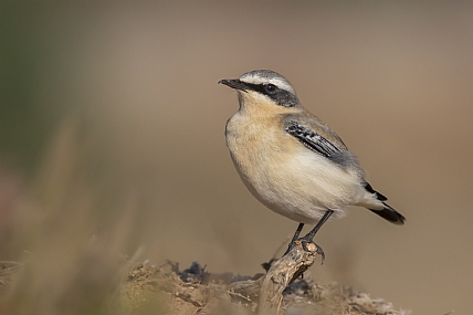 סלעית אירופית