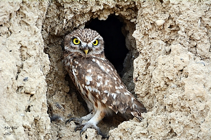 צילום: Ofer Niv