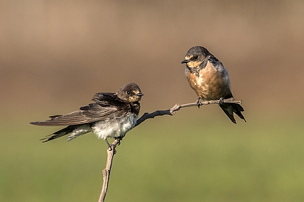 סנונית רפתות