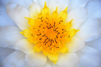 ניחוח של רכות!