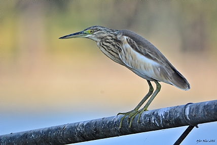 צילום: Ofer Niv