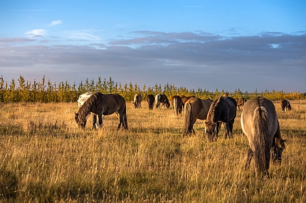 חבורה שכזאת
