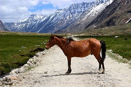 בדרך לקארגיל, זאנסקאר