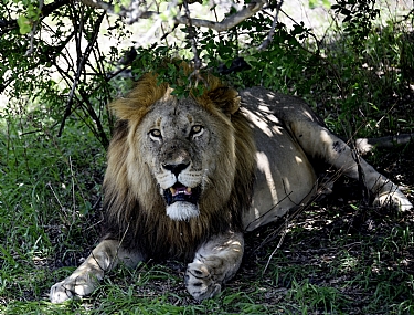 סבא אריה מלך החיות