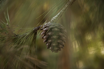 צילום: Stas Yakovlev