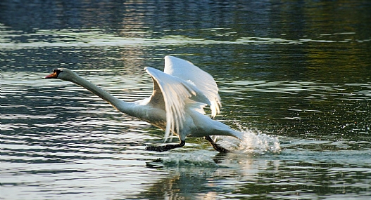 צילום: יאיר  סהר