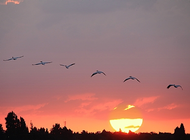 שקיעת שקנאי ..........