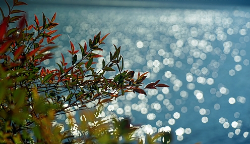 נצנוצים של בוקר