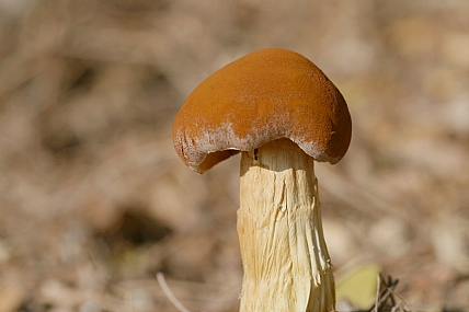 כלונסית החולות