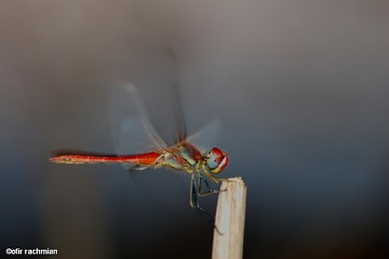 התעמלות בוקר