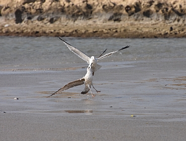 צילום: יאיר  סהר