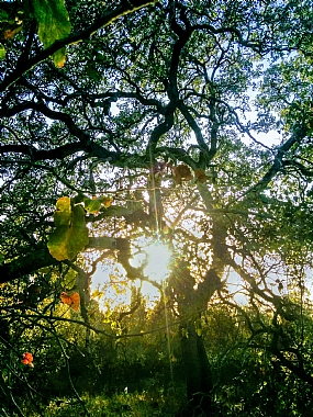 אגדות האלון