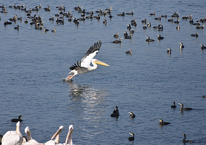 צילום: יאיר  סהר