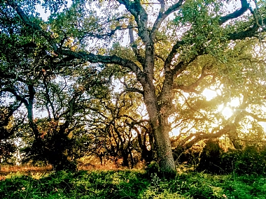אגדות האלון 2