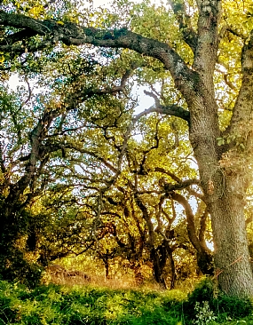 אגדות האלון 3