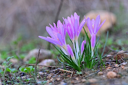 פריחה בוורוד