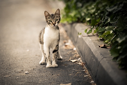 חתול במגפיים