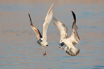 נאחזים באויר