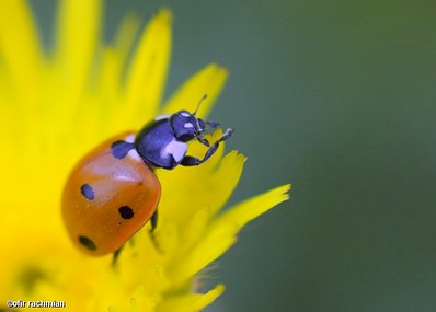 רמזור מהטבע