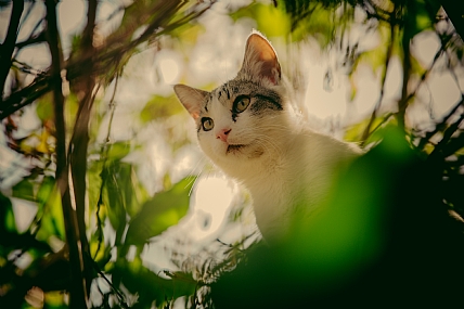 חתול על העץ
