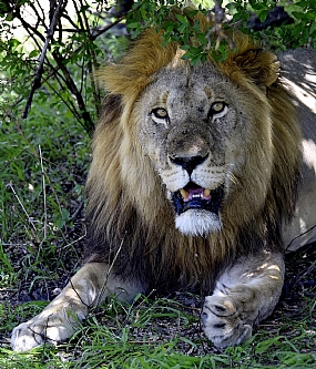 ארלה - גבר גבר